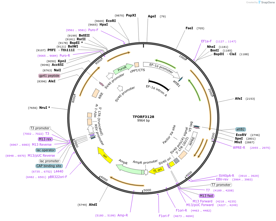 144604-plasmid-map-sequence-id-346759
