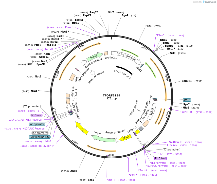 144605-plasmid-map-sequence-id-346761