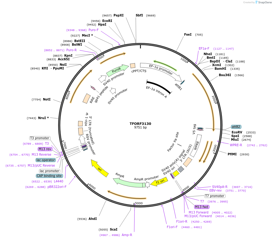 144606-plasmid-map-sequence-id-346762