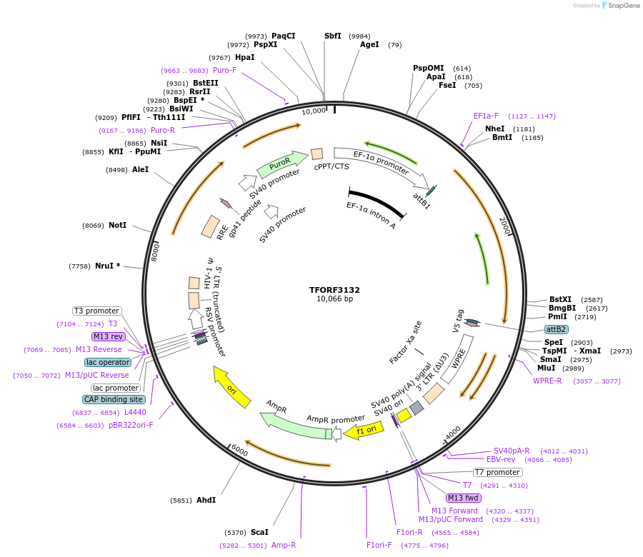 144608-plasmid-map-sequence-id-346764
