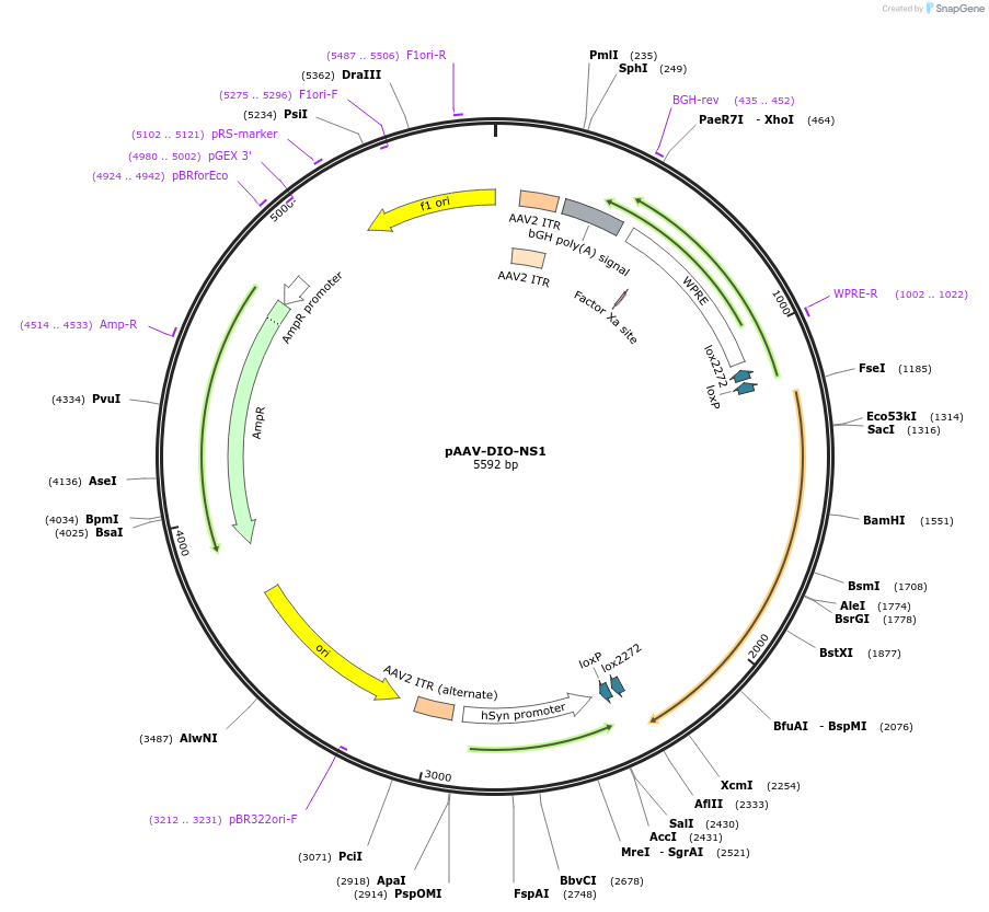 175273-plasmid-map-sequence-id-346765