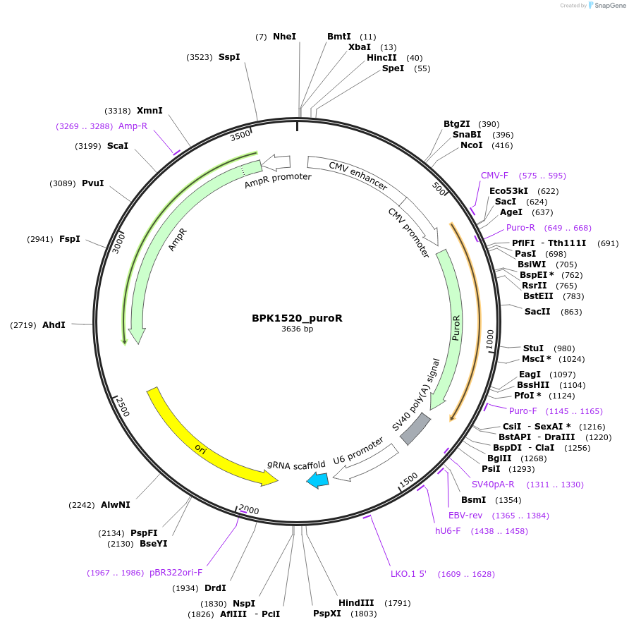 173901-plasmid-map-sequence-id-346768