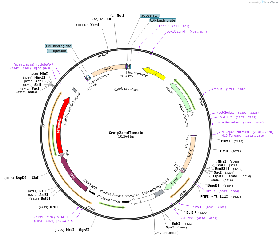 176837-plasmid-map-sequence-id-346772