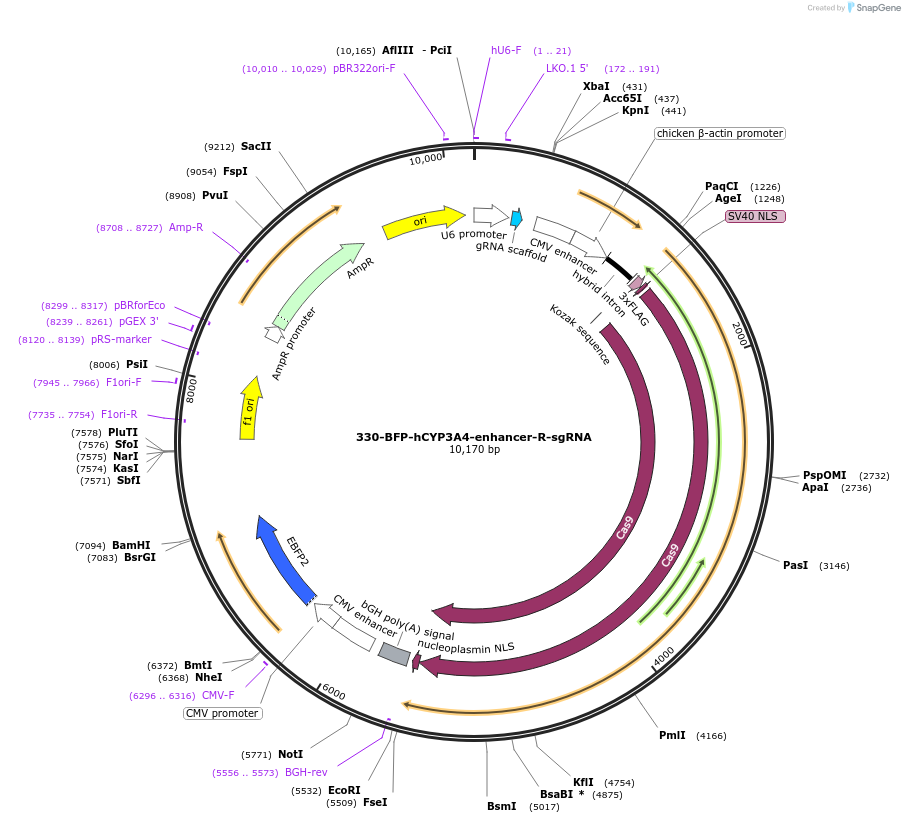 176841-plasmid-map-sequence-id-346774