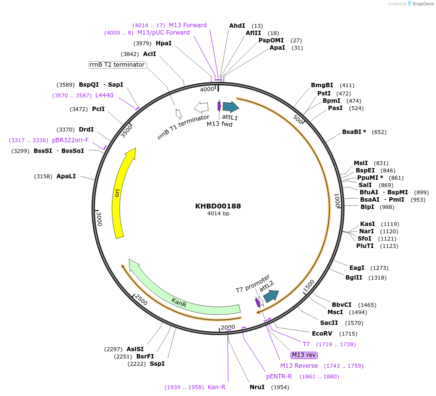 34340-plasmid-map-sequence-id-346784