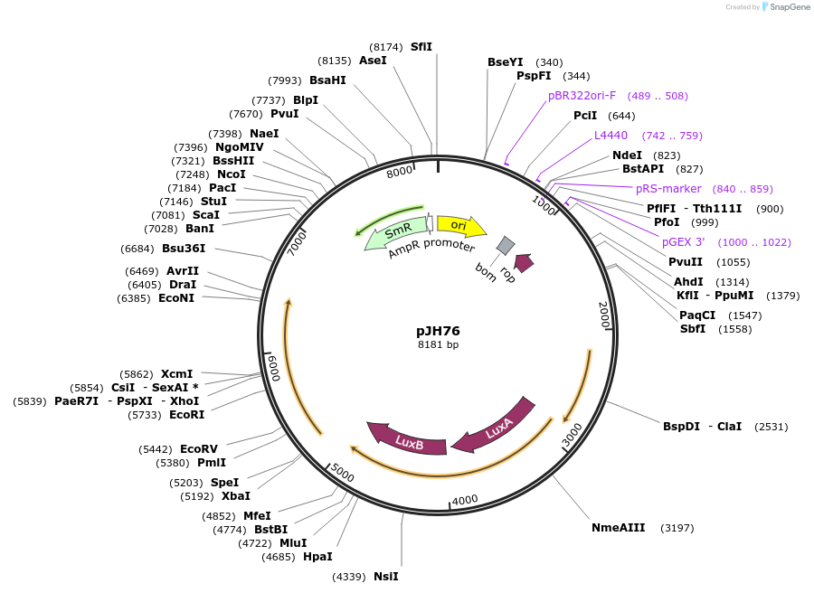 172144-plasmid-map-sequence-id-346787