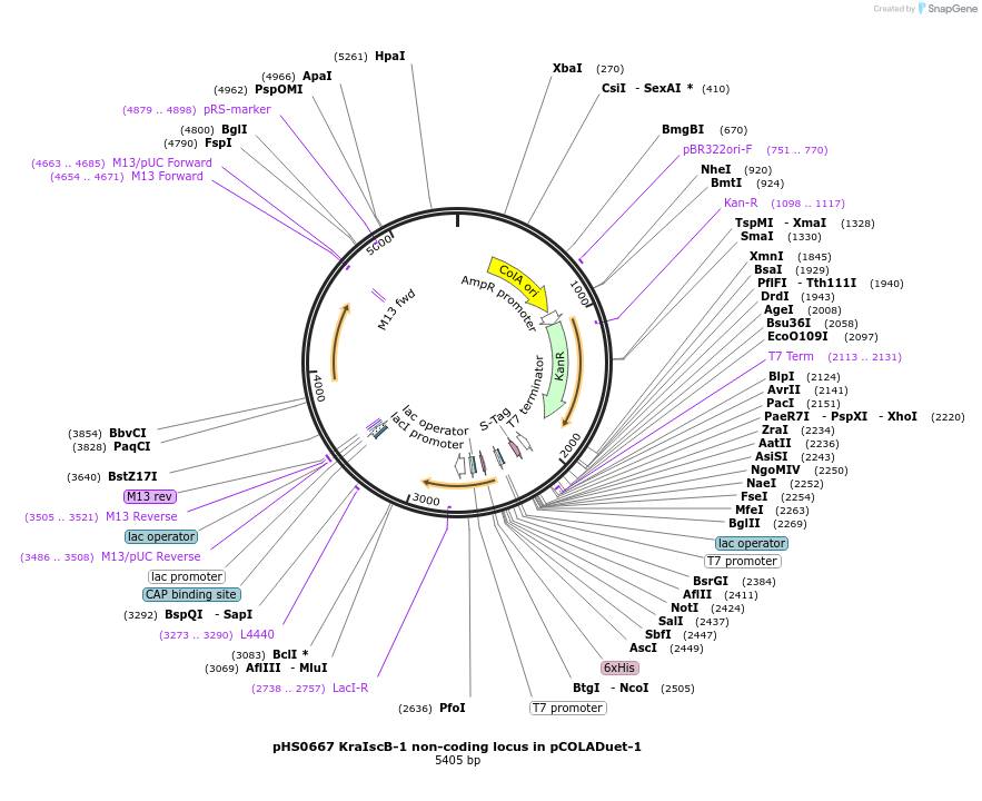 176537-plasmid-map-sequence-id-346789
