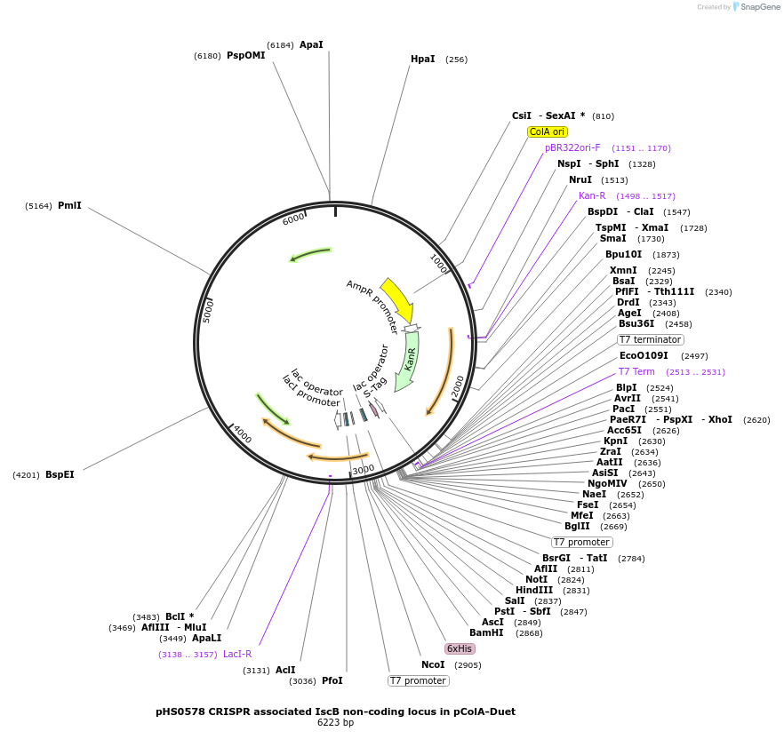 176535-plasmid-map-sequence-id-346790