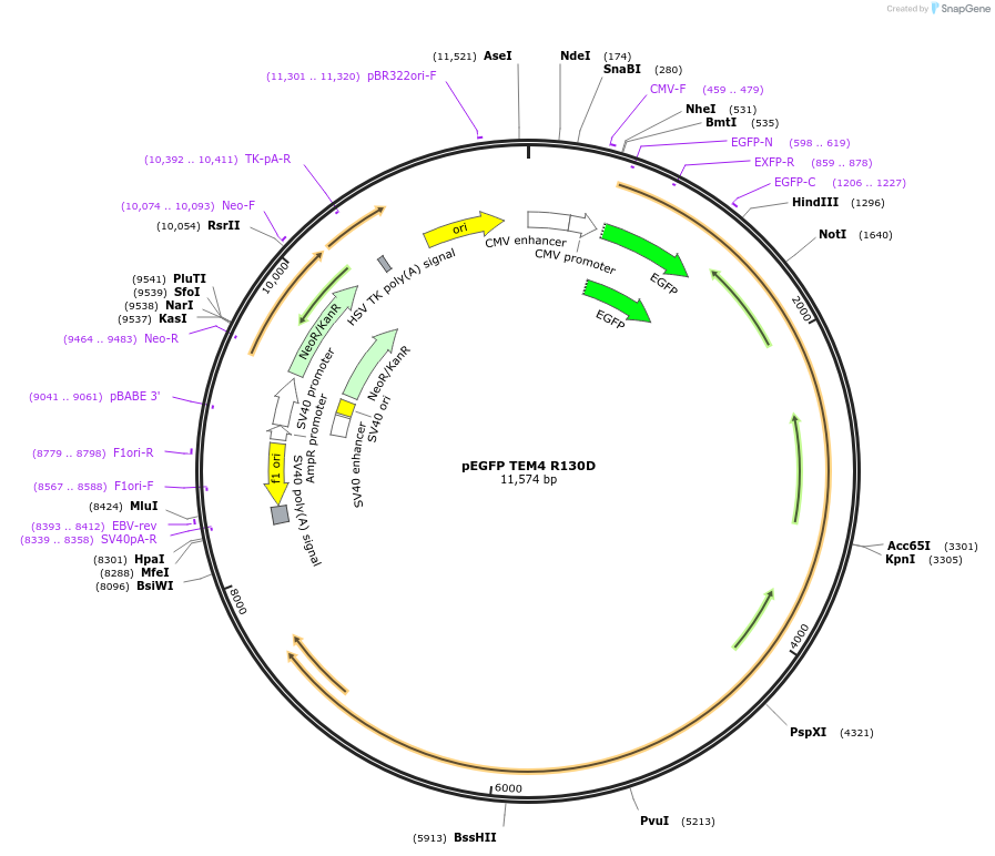 58895-plasmid-map-sequence-id-346791