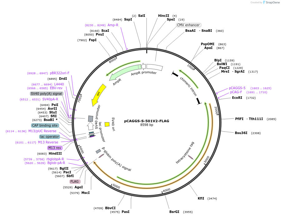 177096-plasmid-map-sequence-id-346793