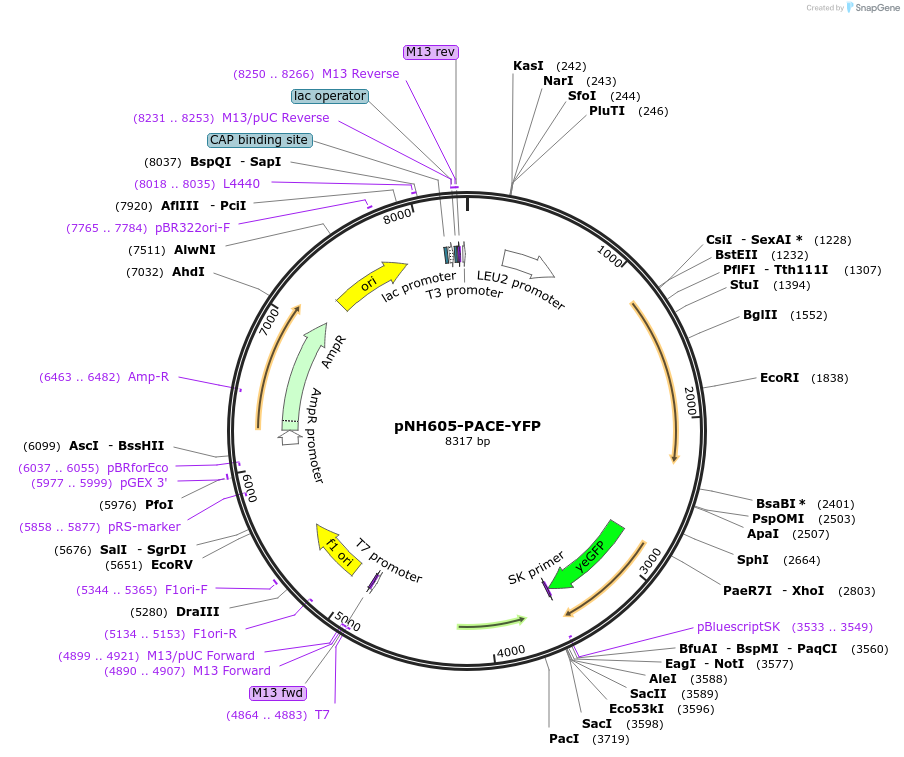 172002-plasmid-map-sequence-id-346797