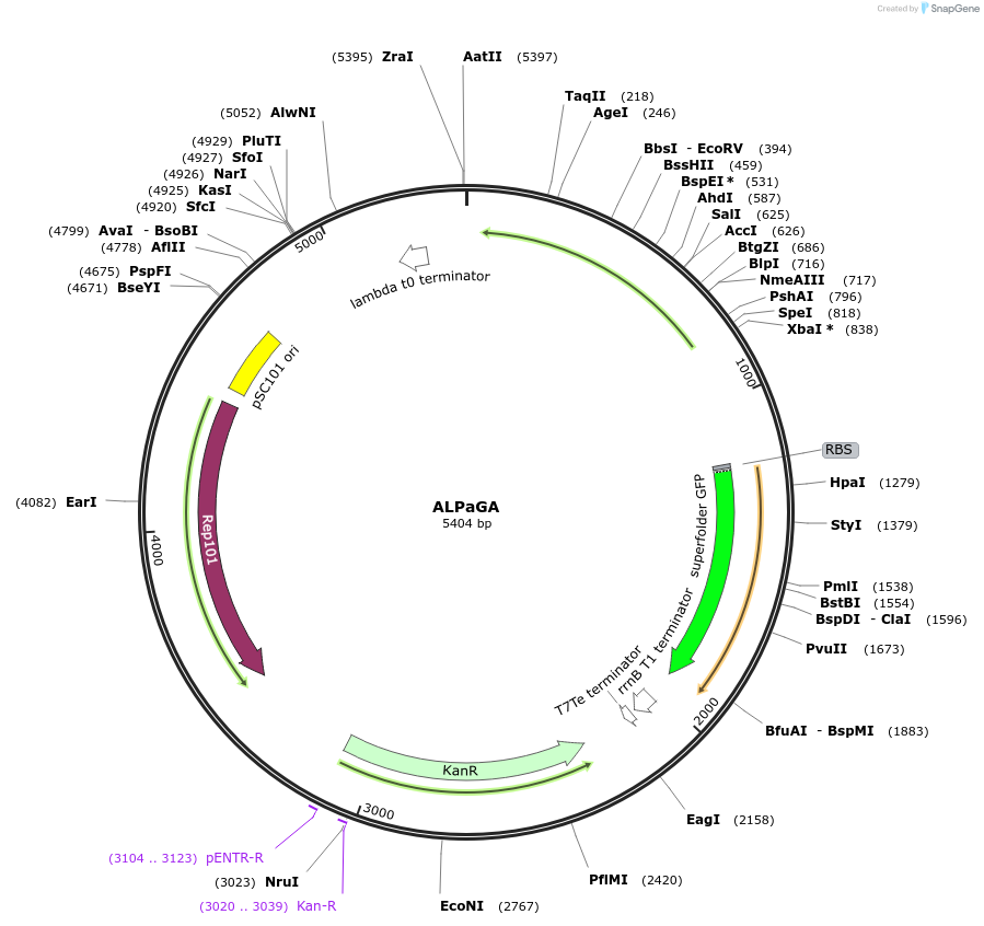 175272-plasmid-map-sequence-id-346802