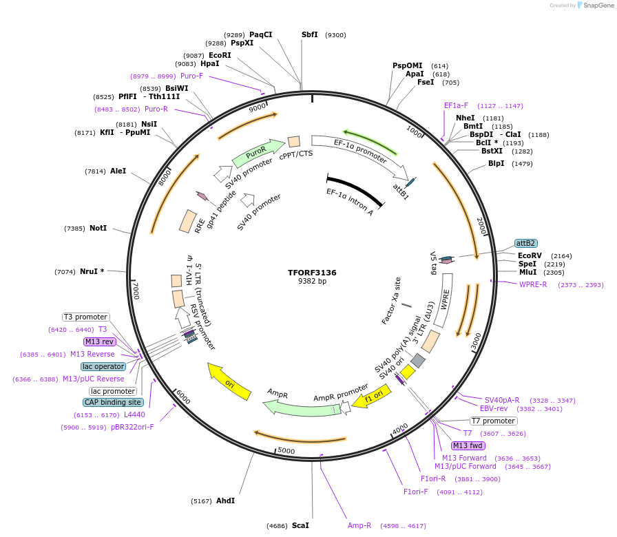 144612-plasmid-map-sequence-id-346803