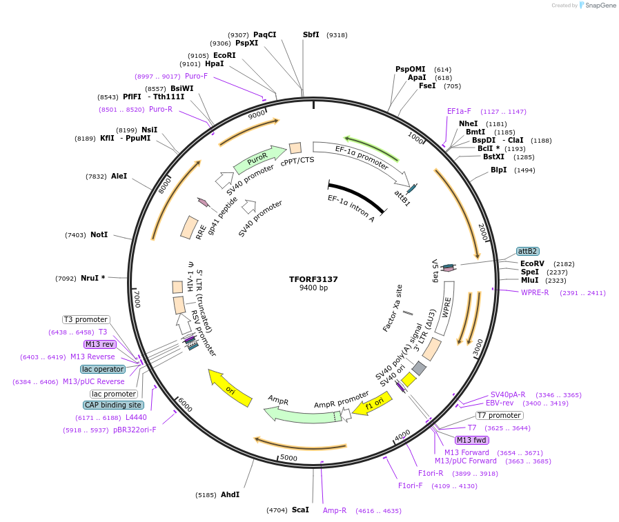 144613-plasmid-map-sequence-id-346804