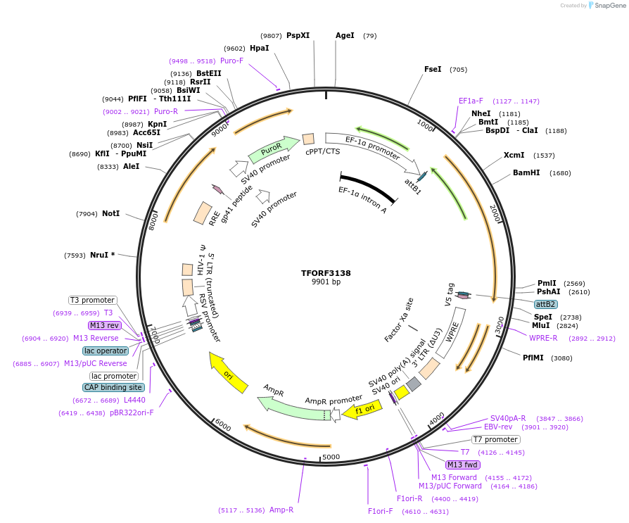 144614-plasmid-map-sequence-id-346842