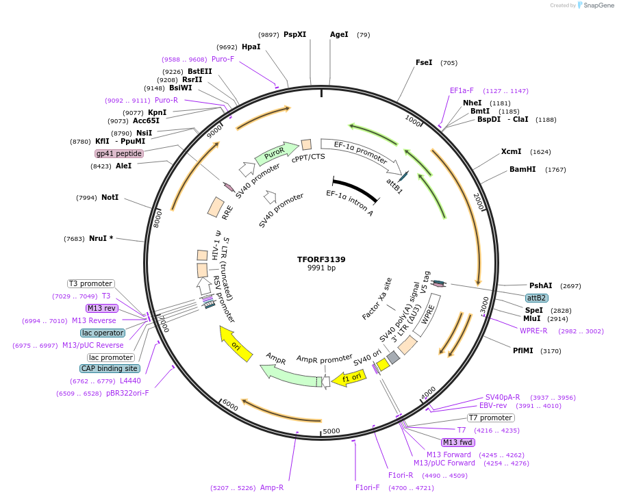 144615-plasmid-map-sequence-id-346845