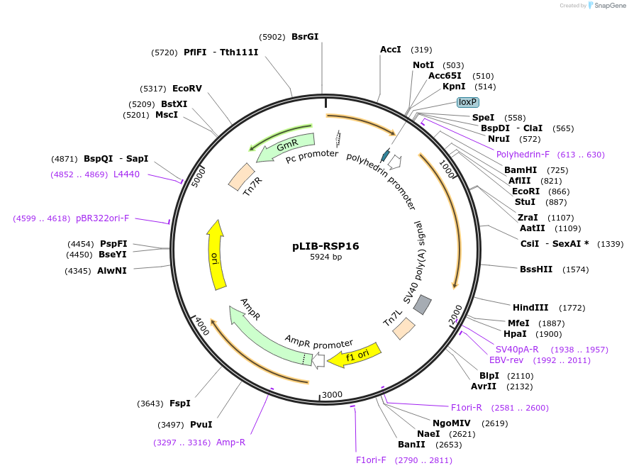 346861_map