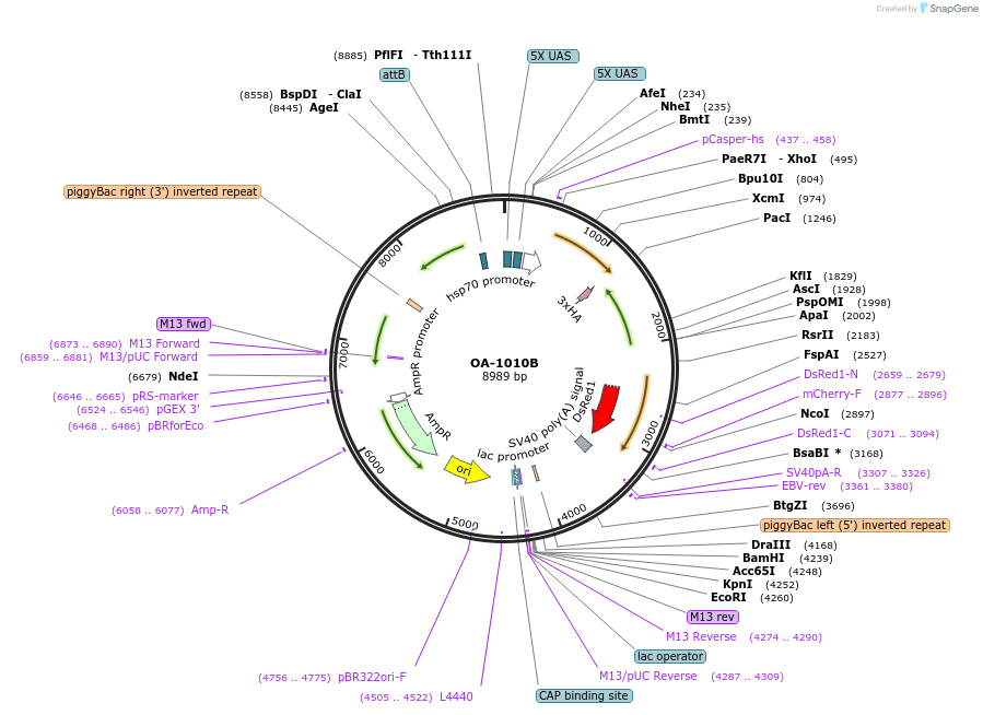 176079-plasmid-map-sequence-id-346872