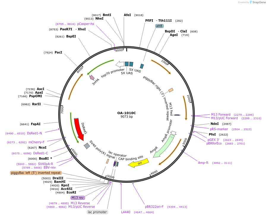 176080-plasmid-map-sequence-id-346874
