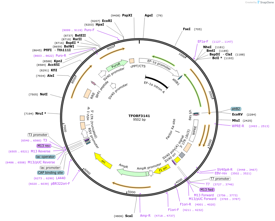 144617-plasmid-map-sequence-id-346877