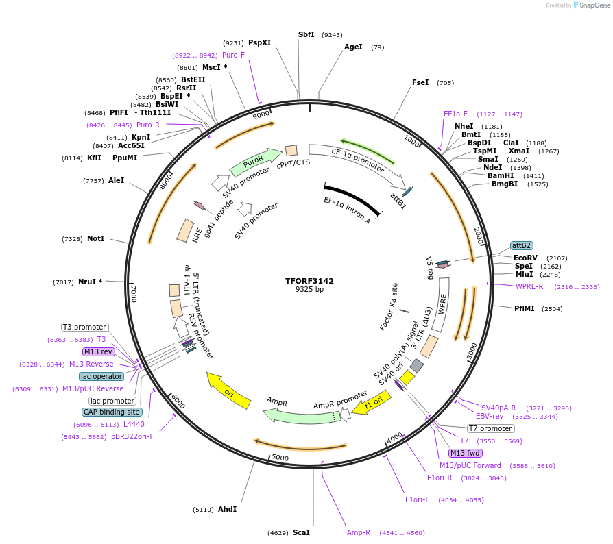 144618-plasmid-map-sequence-id-346880