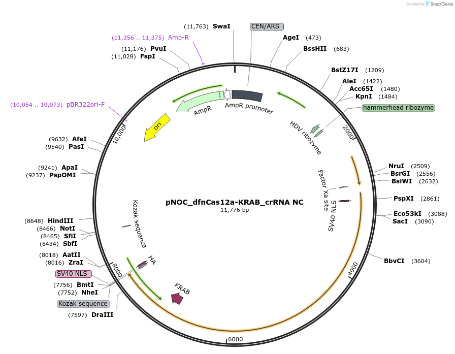176262-plasmid-map-sequence-id-346962