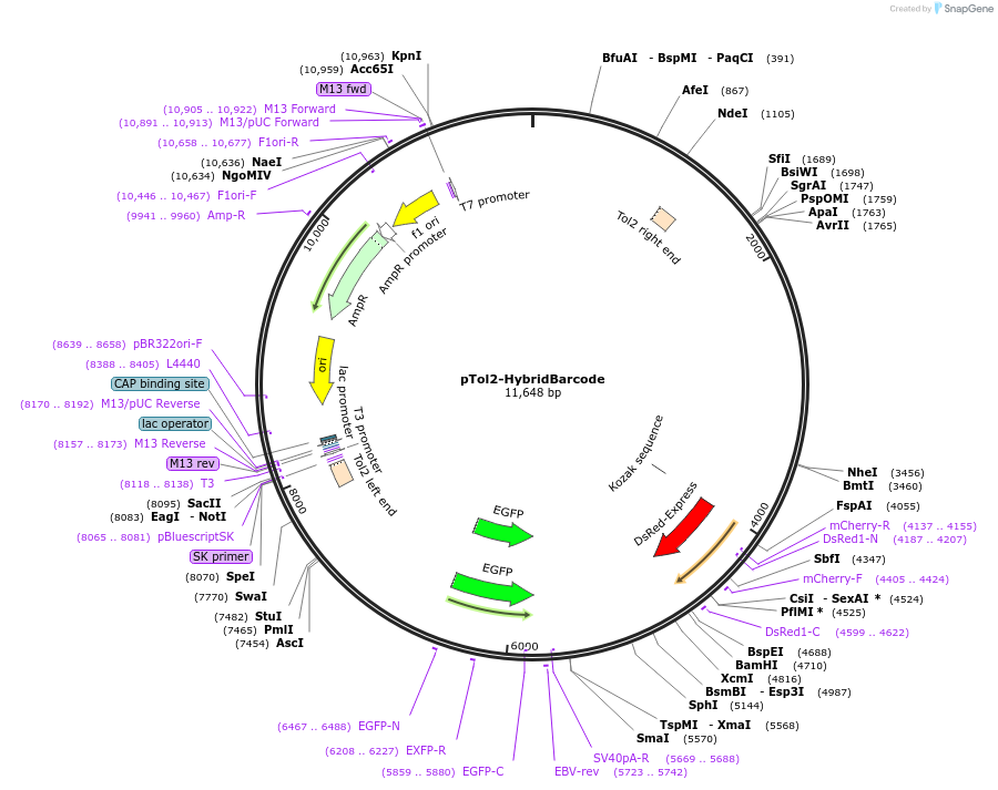 174037-plasmid-map-sequence-id-346967