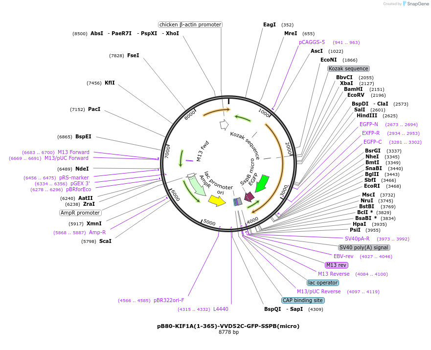 174630-plasmid-map-sequence-id-346973