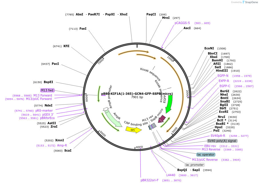 174632-plasmid-map-sequence-id-346976