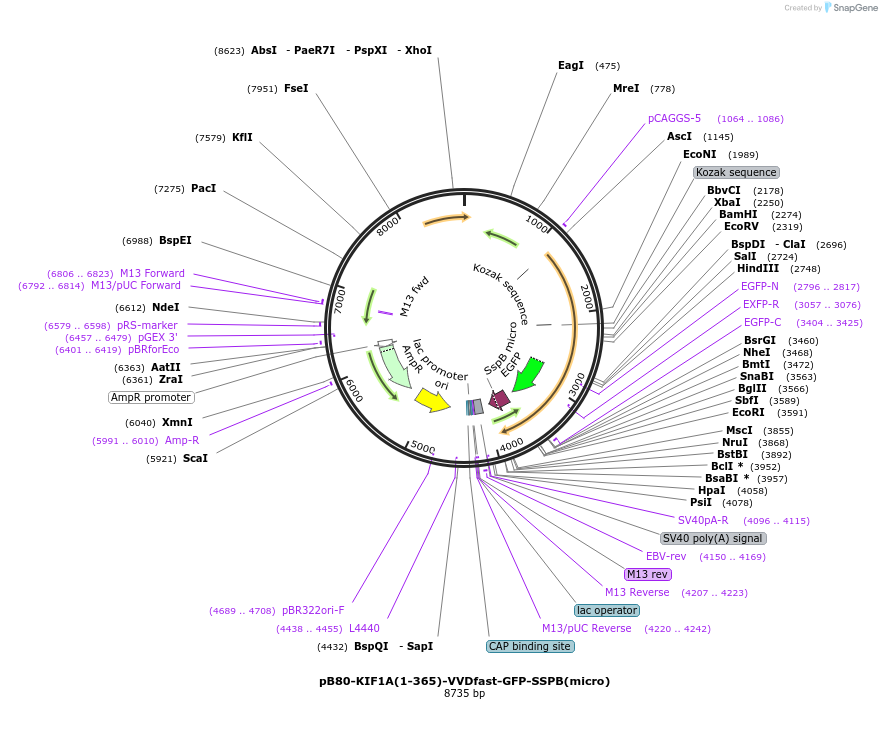 174631-plasmid-map-sequence-id-346982