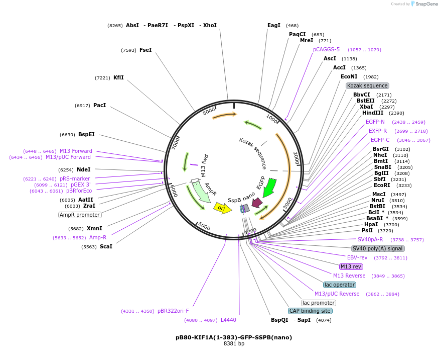 174628-plasmid-map-sequence-id-346988