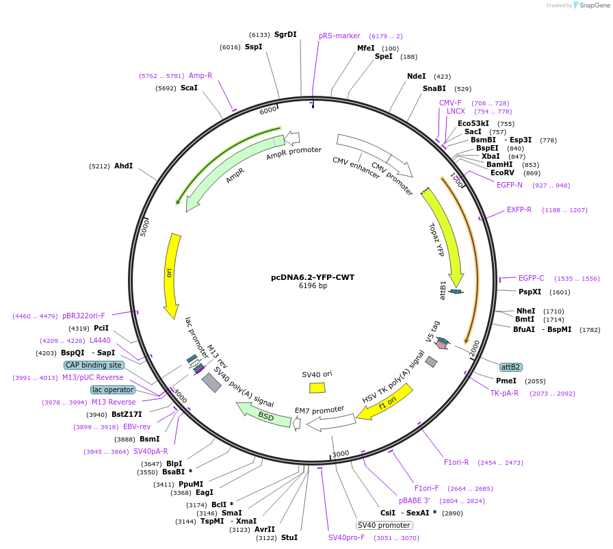 176689-plasmid-map-sequence-id-346999
