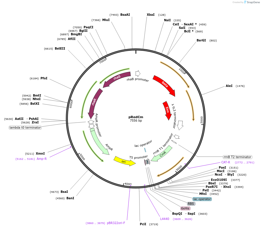 176225-plasmid-map-sequence-id-347001