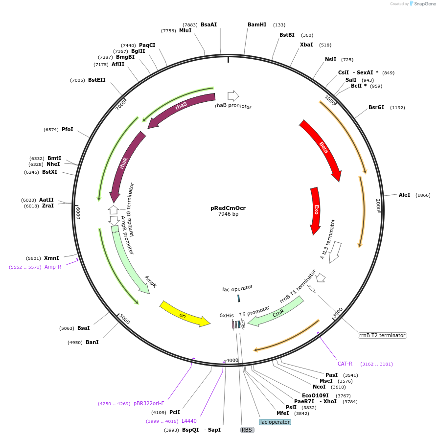 176226-plasmid-map-sequence-id-347002