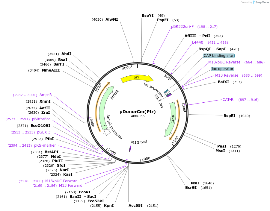 175577-plasmid-map-sequence-id-347010