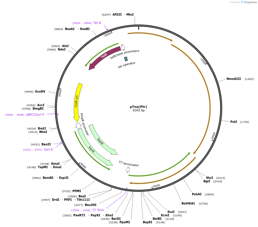 175576-plasmid-map-sequence-id-347011