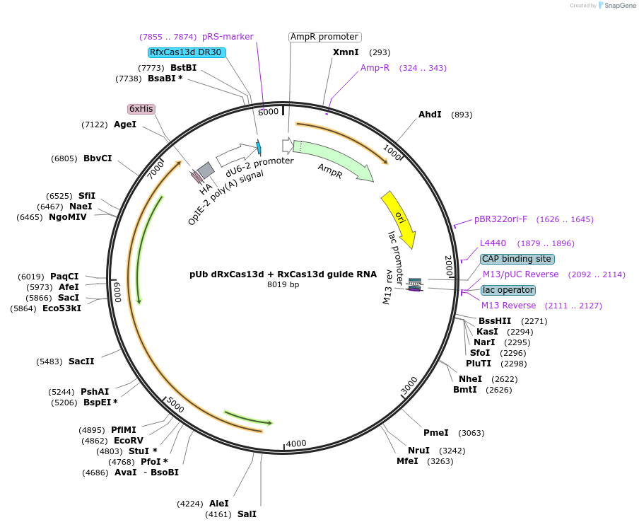 176304-plasmid-map-sequence-id-347013