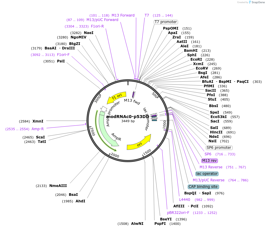 176902-plasmid-map-sequence-id-347033