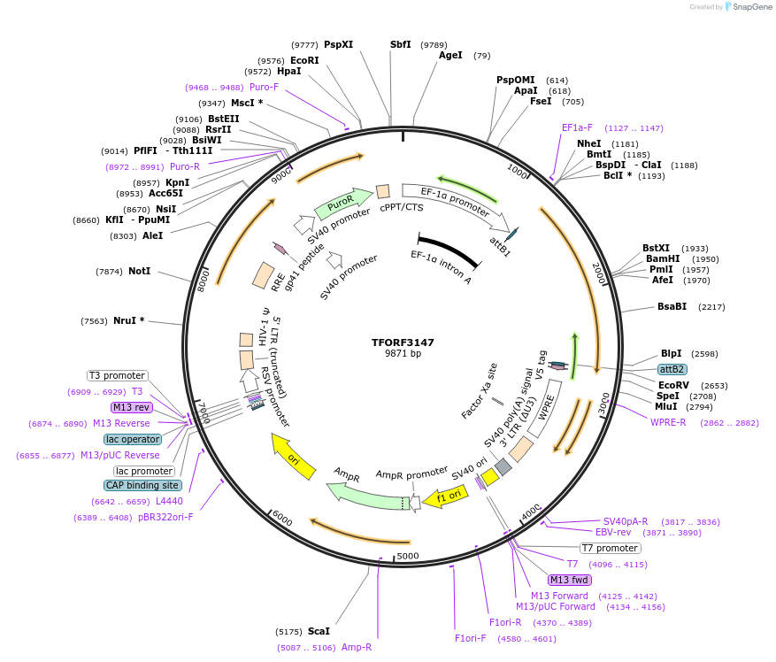 144623-plasmid-map-sequence-id-347053