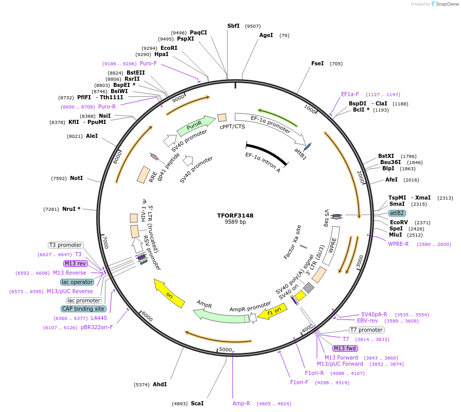 144624-plasmid-map-sequence-id-347054