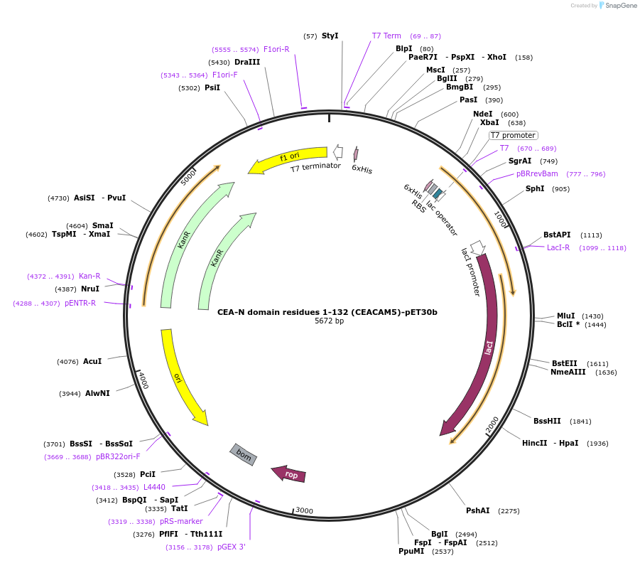 174693-plasmid-map-sequence-id-347060