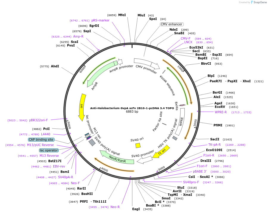 174688-plasmid-map-sequence-id-347064
