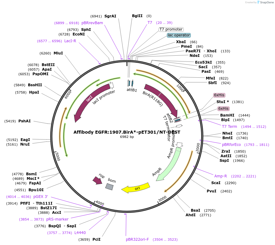 174691-plasmid-map-sequence-id-347065