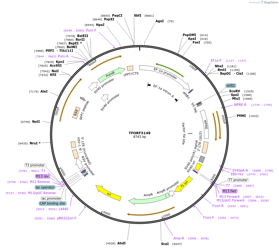 144625-plasmid-map-sequence-id-347069