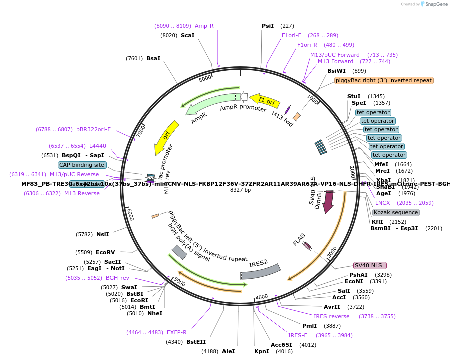 176627-plasmid-map-sequence-id-347070