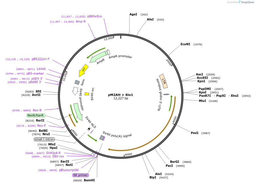 16195-plasmid-map-sequence-id-347072