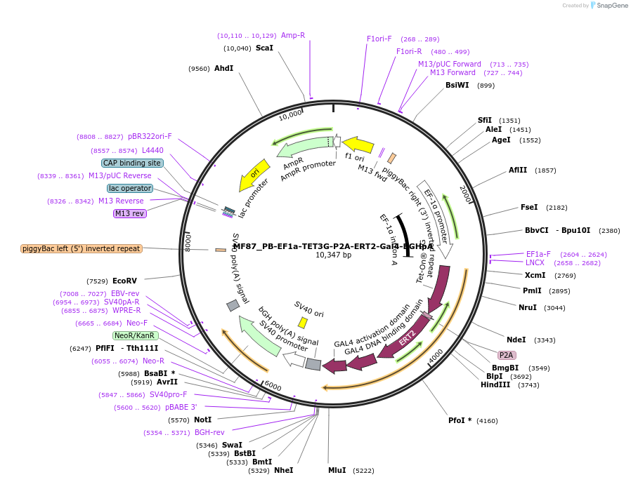 176630-plasmid-map-sequence-id-347073