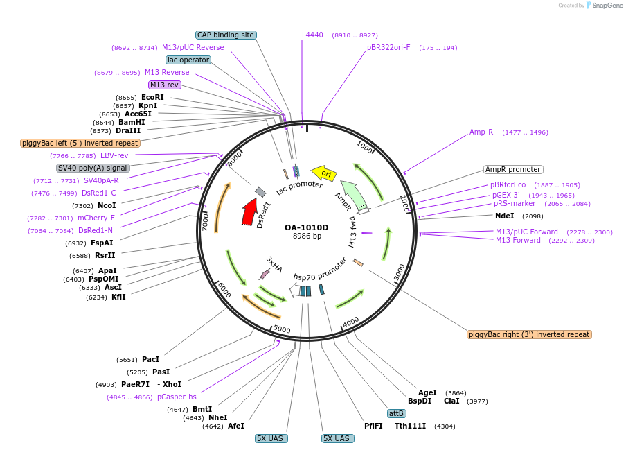 176081-plasmid-map-sequence-id-347129