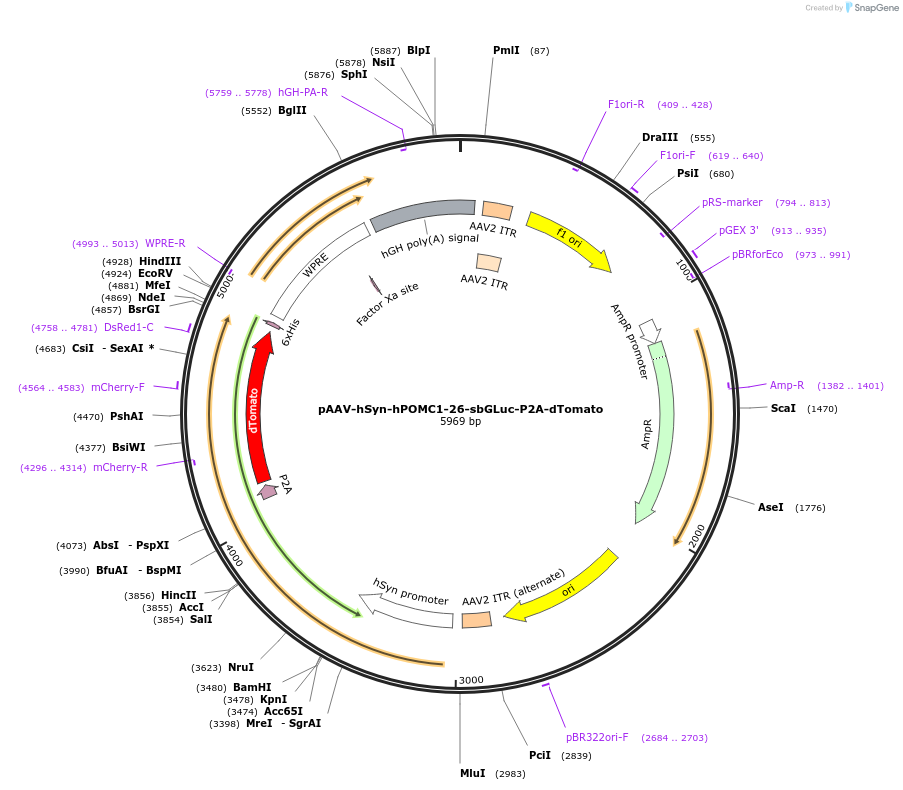 176704-plasmid-map-sequence-id-347130