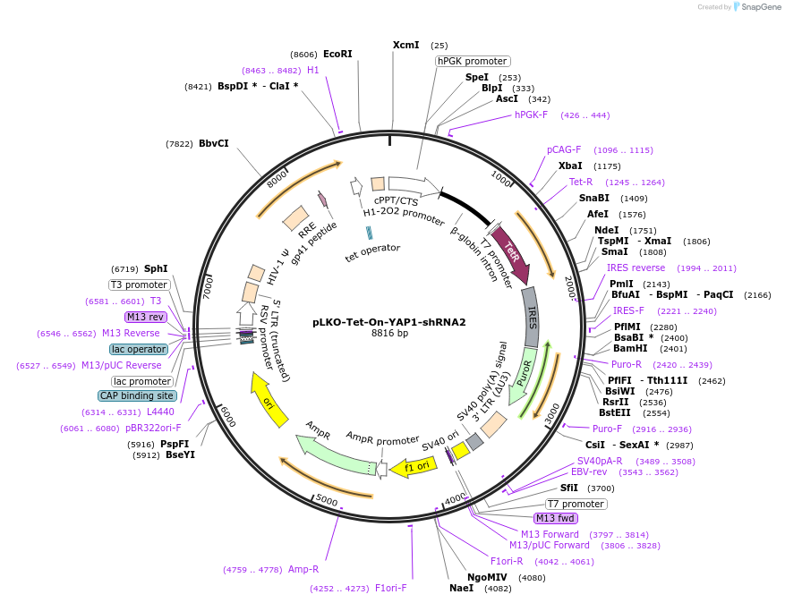 176847-plasmid-map-sequence-id-347132